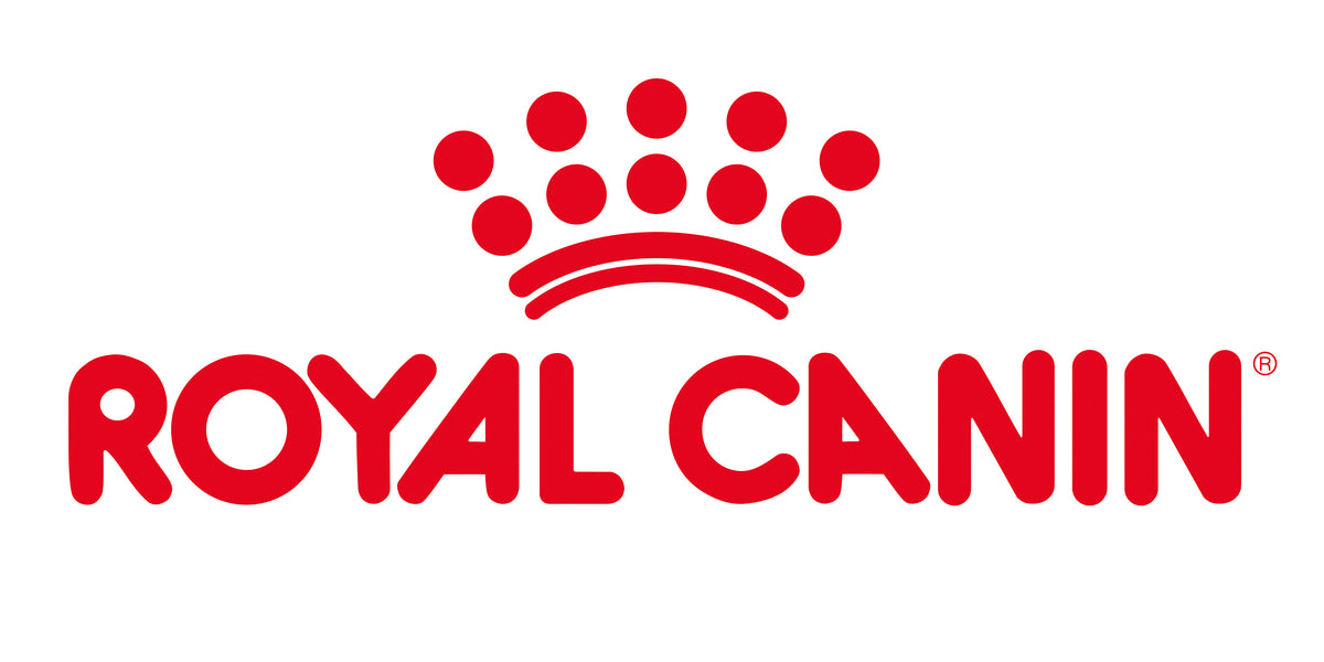 Royal canin british shorthair best sale dry food