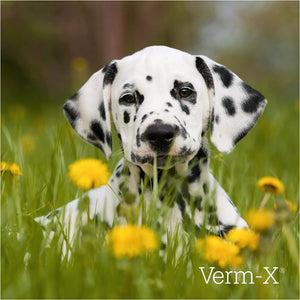 Verm X Liquid For Dogs 250ml