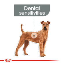 Load image into Gallery viewer, ROYAL CANIN® Medium Dental Care Adult Dry Dog Food