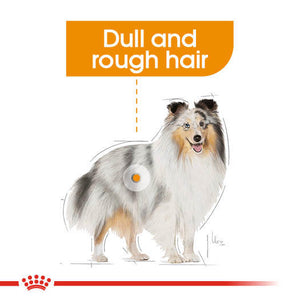 ROYAL CANIN® Coat Care Wet Pouches Adult Dog Food