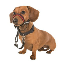 Load image into Gallery viewer, Halti Dog Optifit Dog Headcollar